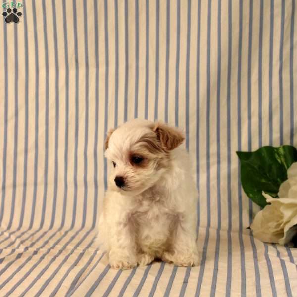Annicka, Maltipoo Puppy
